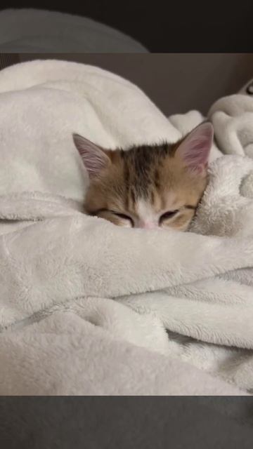 Укладываемся поудобнее и споть :3

смех юмор приколы животные