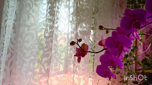 как я поливаю свои орхидеи, показываю и рассказываю 😊наливаем вместе 🌸