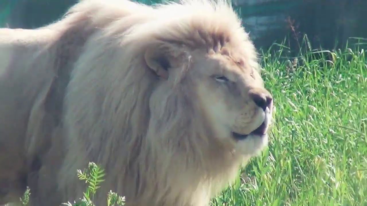 Белый лев рычание white lion growl Ярославский зоопарк