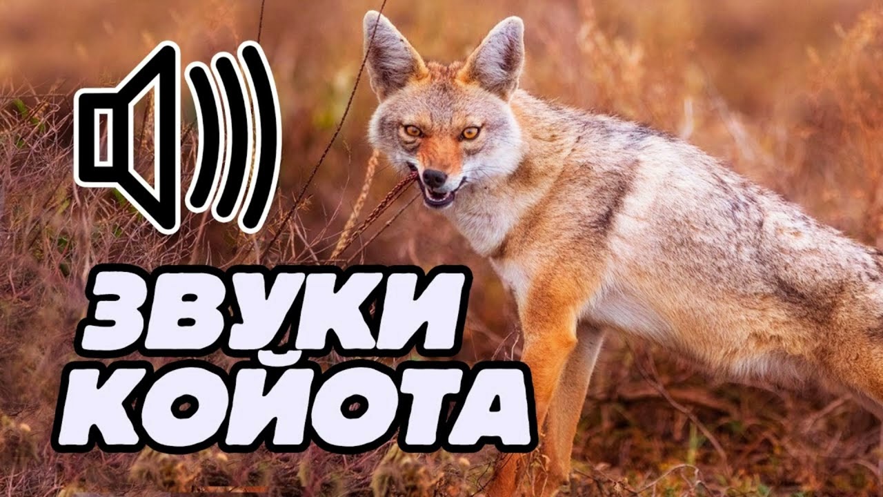 звуки койота