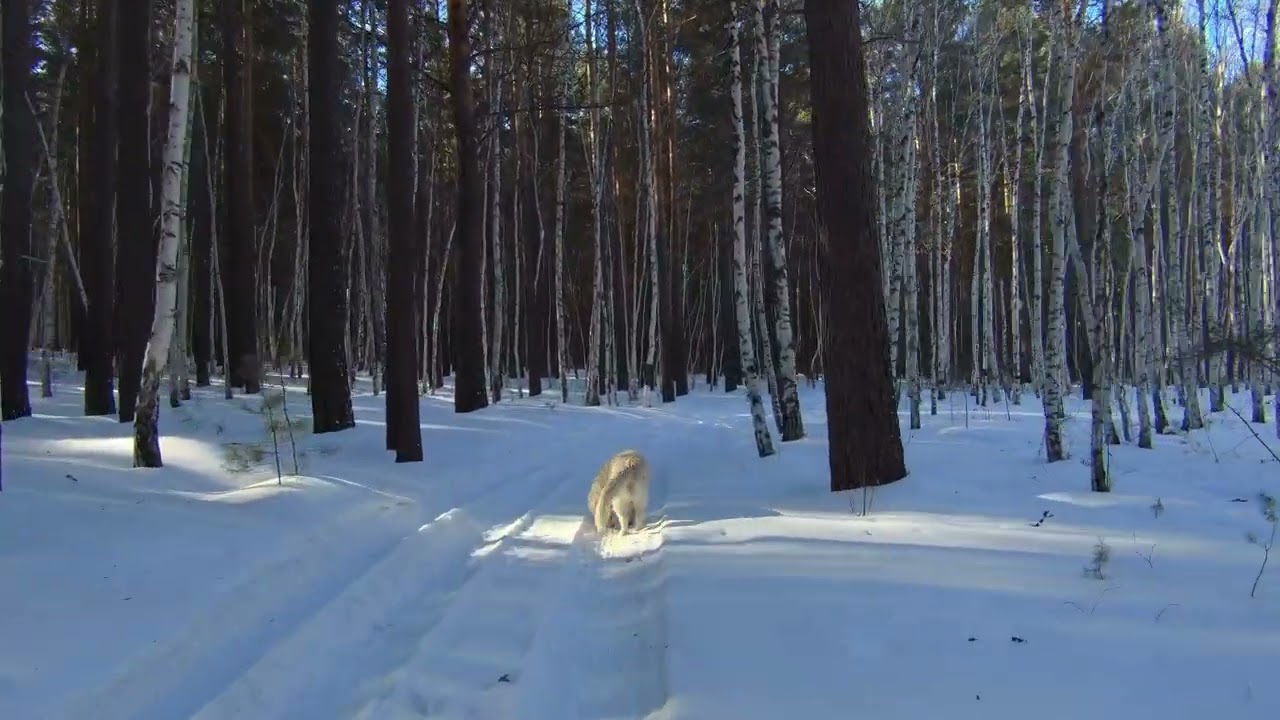 Прогулка по зимнему лесу. Winter Forest Walk ASMR 4K