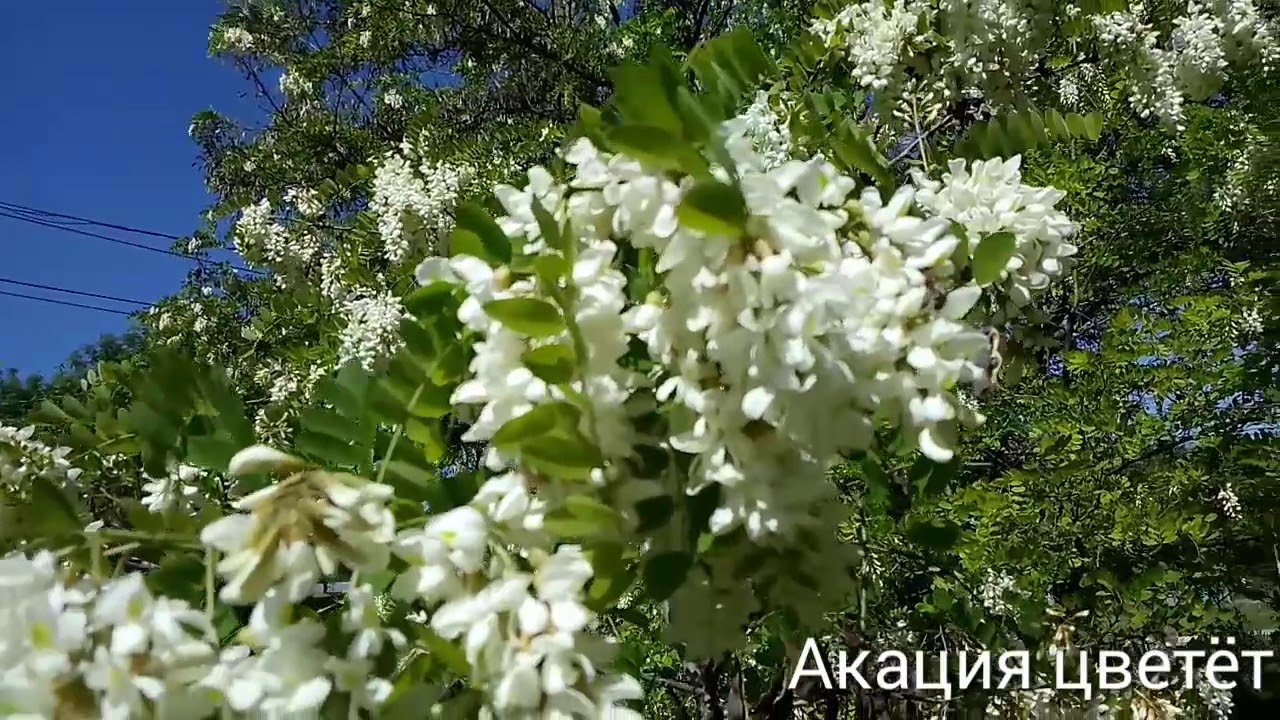 Окресности горы Медовая. Собираю лекарственные растения.