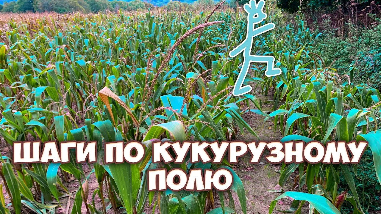Звук шагов человека по кукурузе