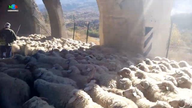 Бараны на дороге Много баранов на дороге.
