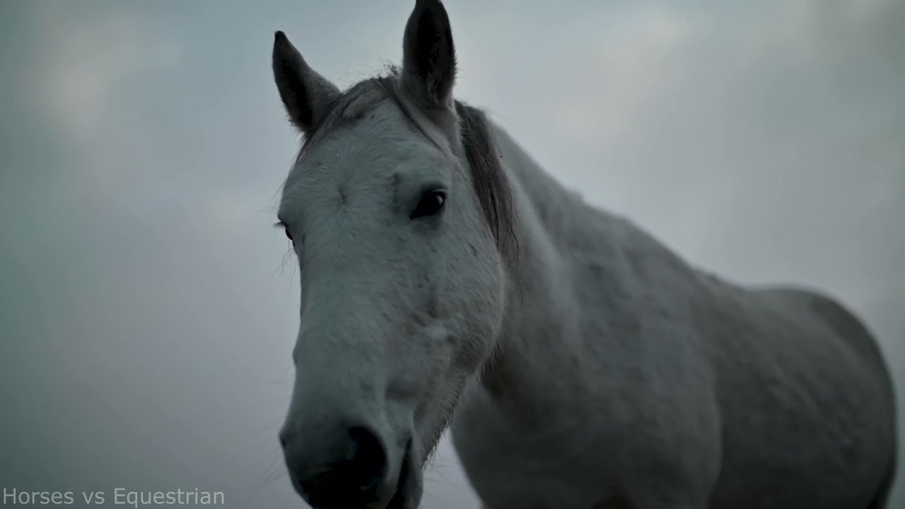 Лошади и музыка  Horses and music
