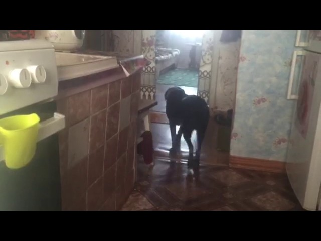 Пёс- секретарь