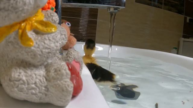 Милый смешной утенок купается. Cute Funny Duckling Bathes. かわいい面白いアヒルの子の入浴