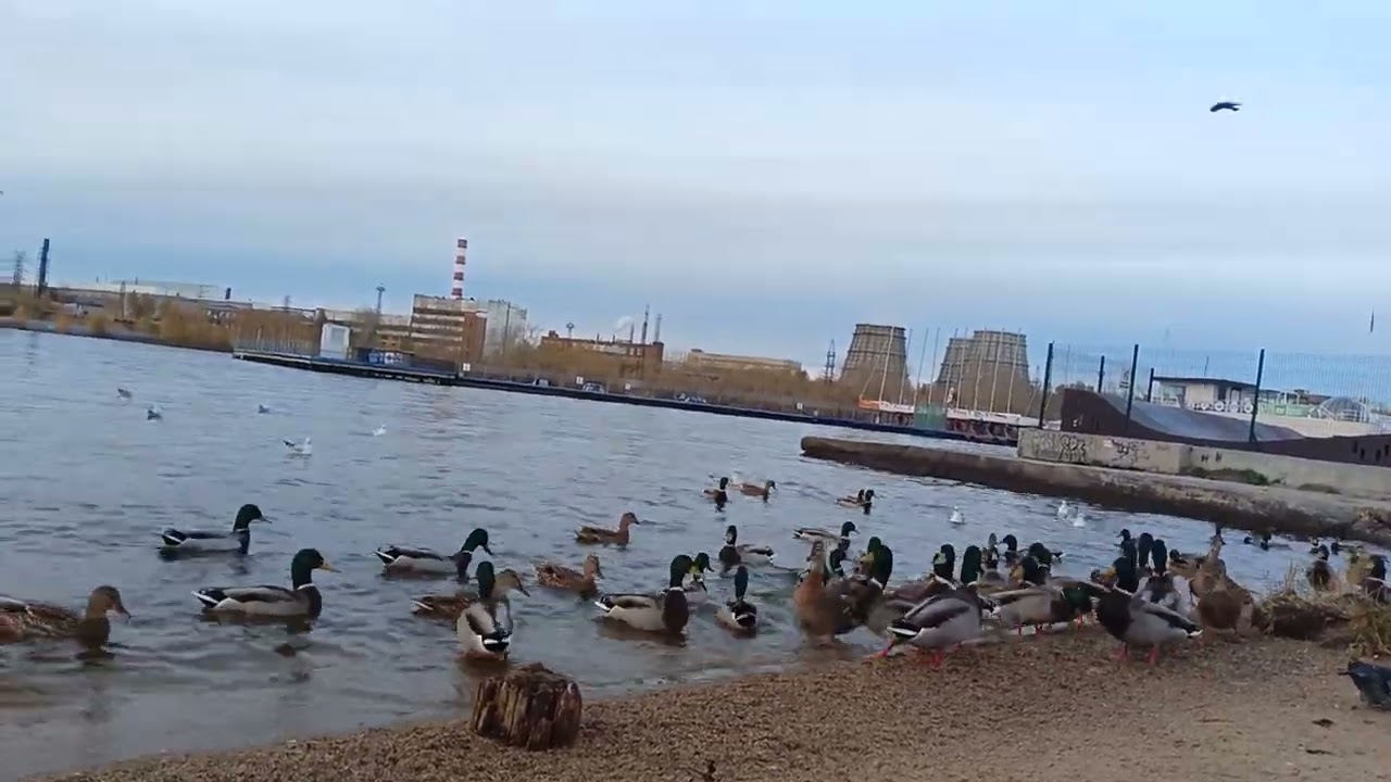 7.10.2024 В Ис Пруд и кряканье