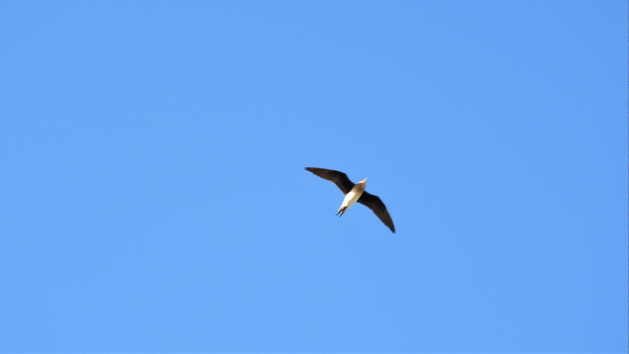 Степная тиркушка Glareola Nordmanni / Black-winged Pratincole Calls