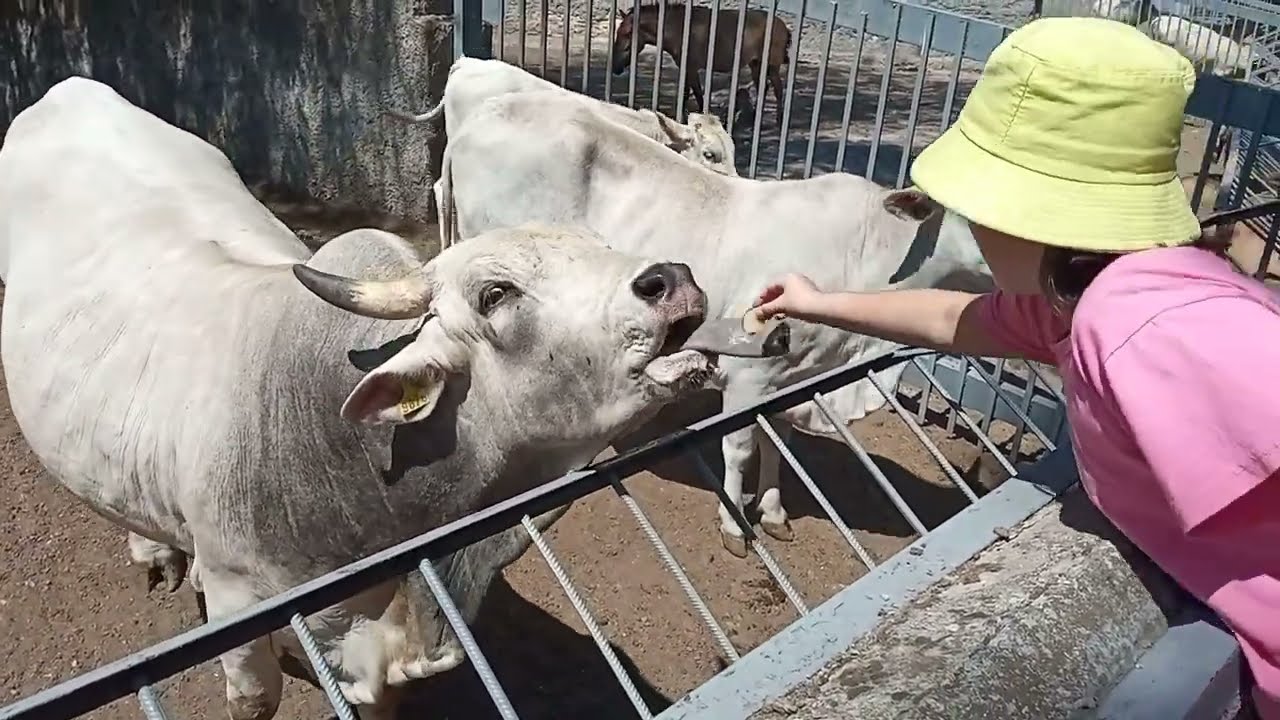  CALF with mother Теленок с мамой calf cow zoo buffalo