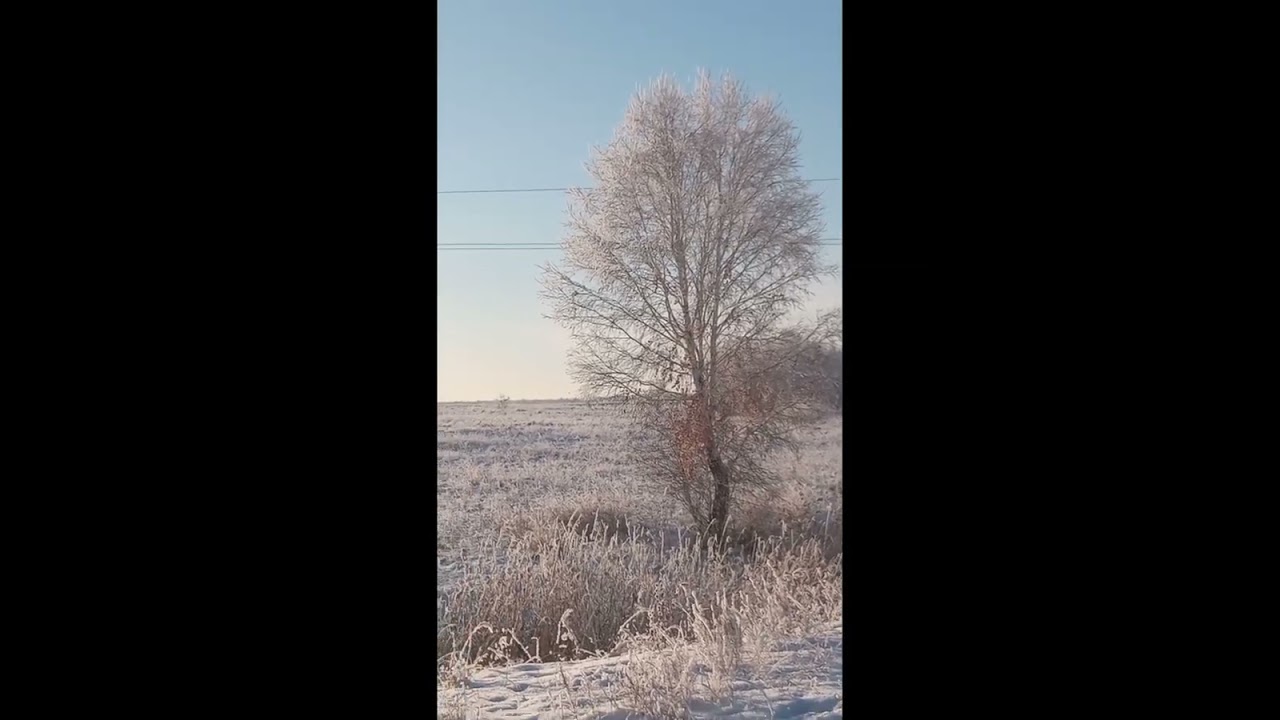 ГОЛУБОЕ НЕБО. ГОЛУБОЙ СНЕГ. ТРОПИНКА В ЛЕС.