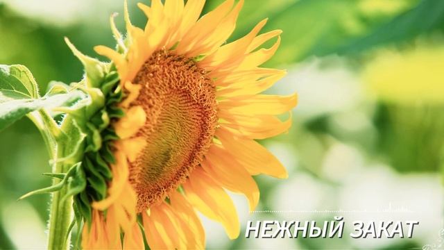 НЕЖНЫЙ ЗАКАТ 🎹 Сергей Грищук | ПРИКОСНОВЕНИЕ ВРЕМЕНИ - Красивая мелодия для души #музыкасергейгрищук