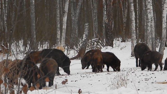 Дикие кабаны на подкормочной площадке wildlife