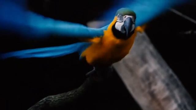 Самые яркие и красивые попугаи в мире! ☺️💕🐦🦜