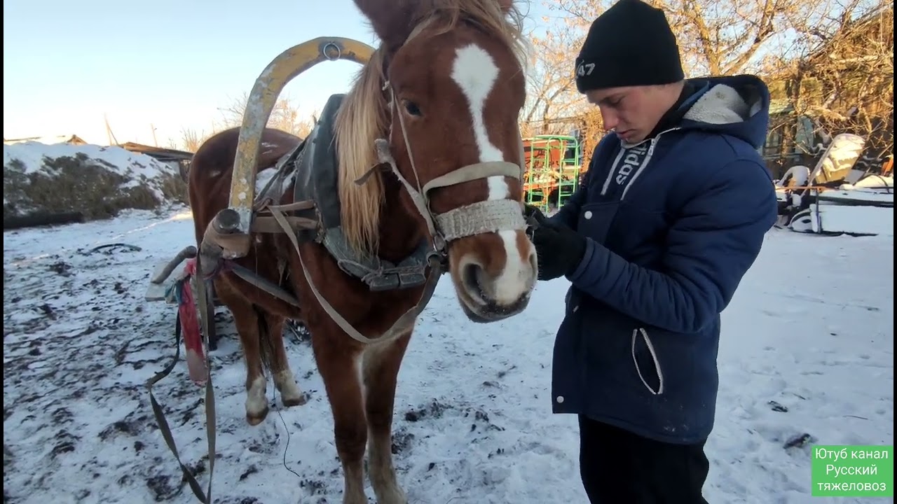 Жеребец испугался оглоблей. Керосин не помогает. табун делится.