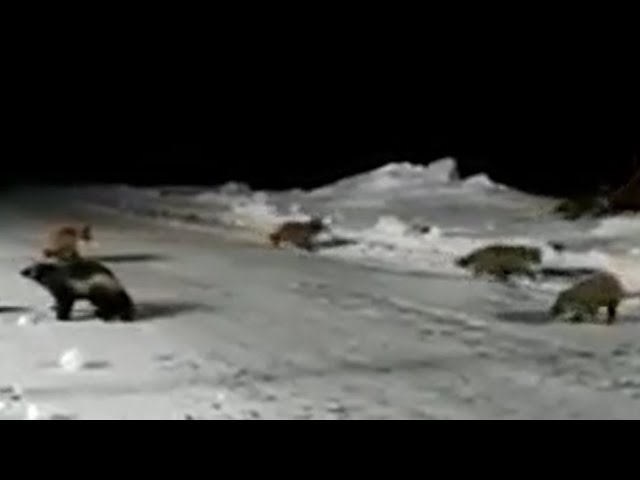 Лисички и росомаха.