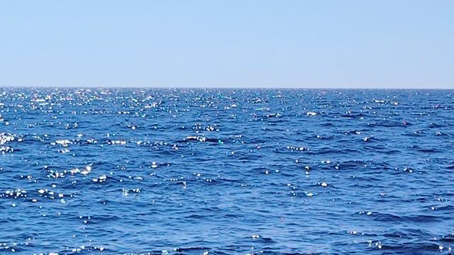Утята в Ладоге ©20240629