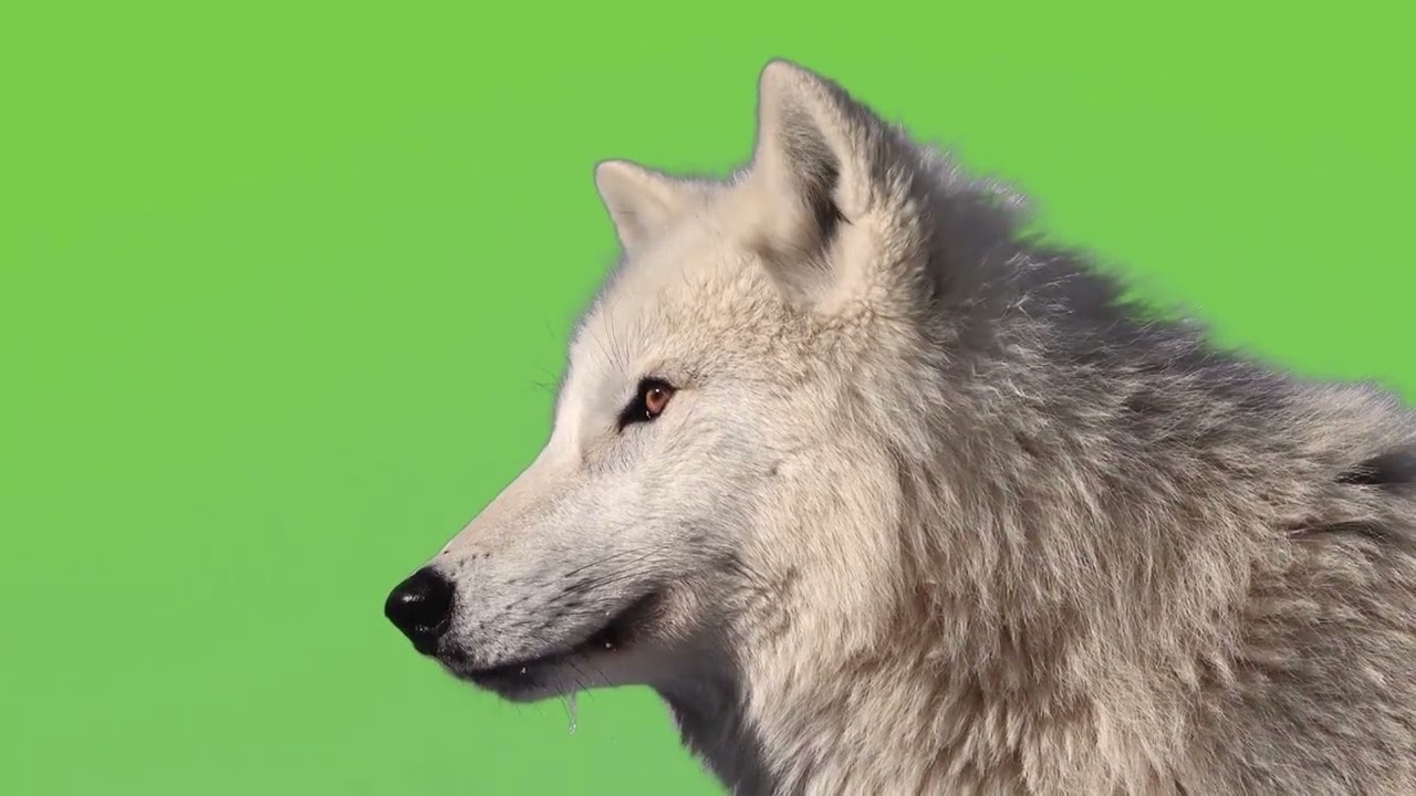 Белый волк на хромакее