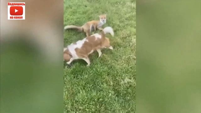 Приручила лису. Tamed the fox.