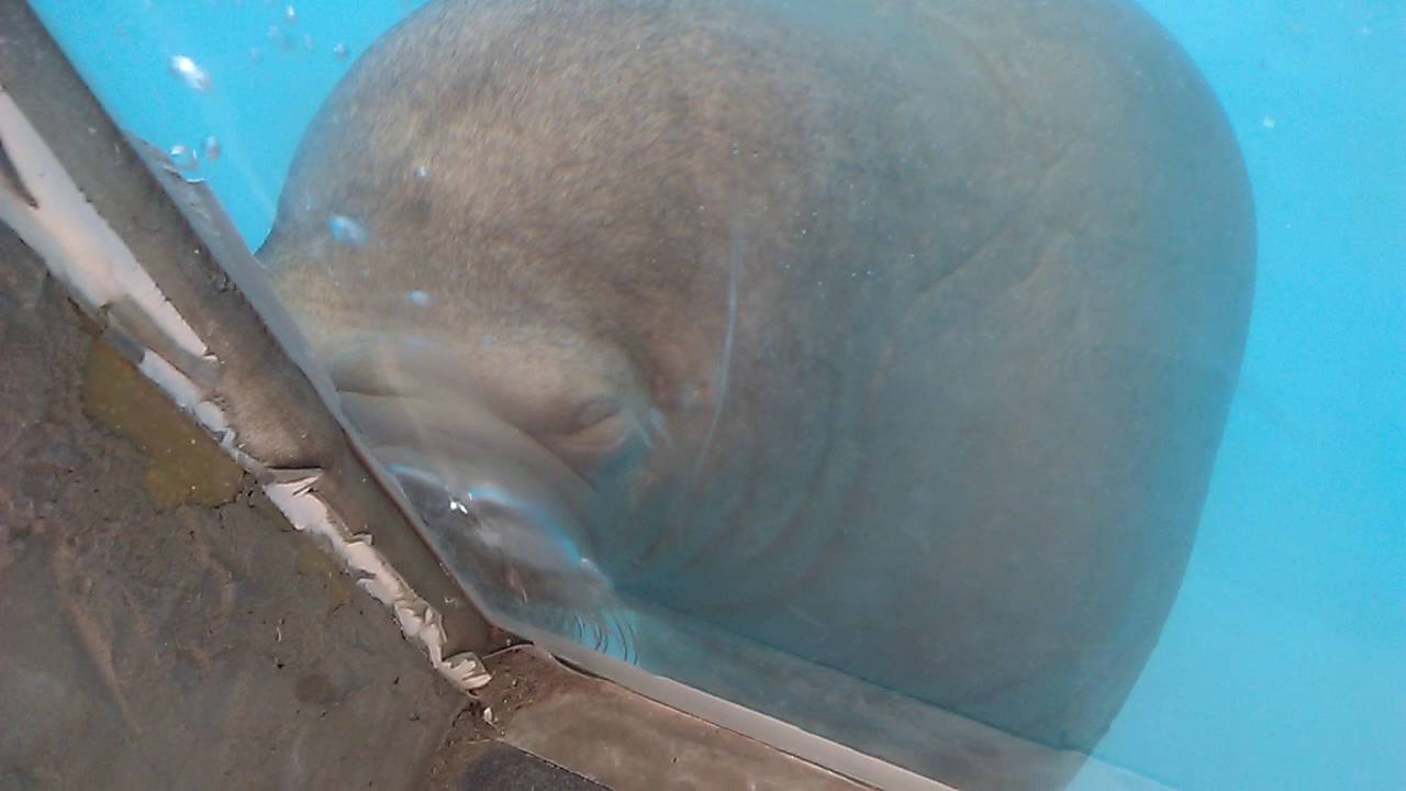 Моржи Ижевска