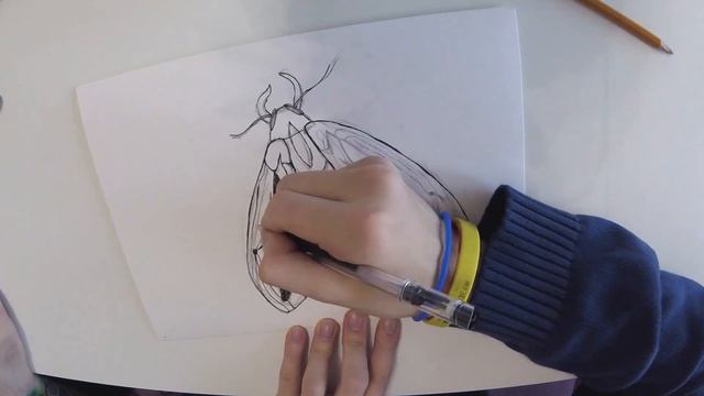 Технический рисунок бабочки  Как это нарисовать 2
