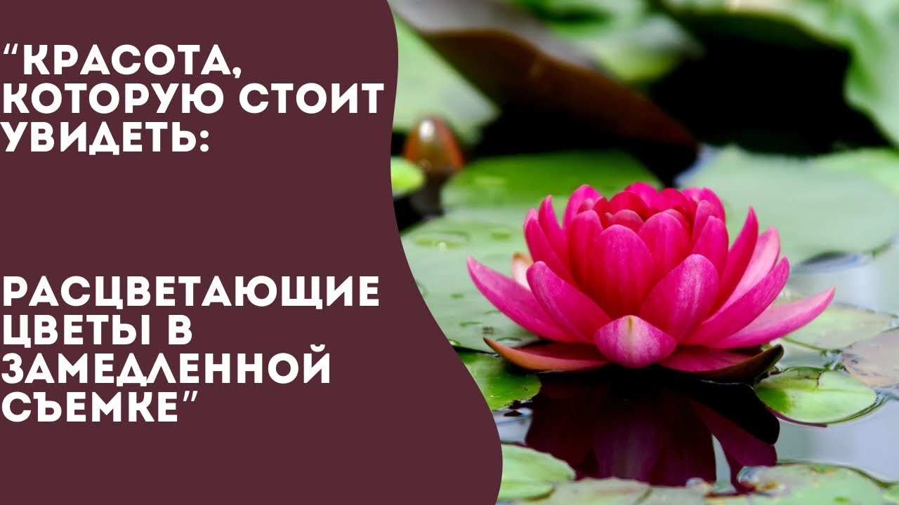 Красота которую стоит увидеть: расцветающие цветы в замедленной съемки