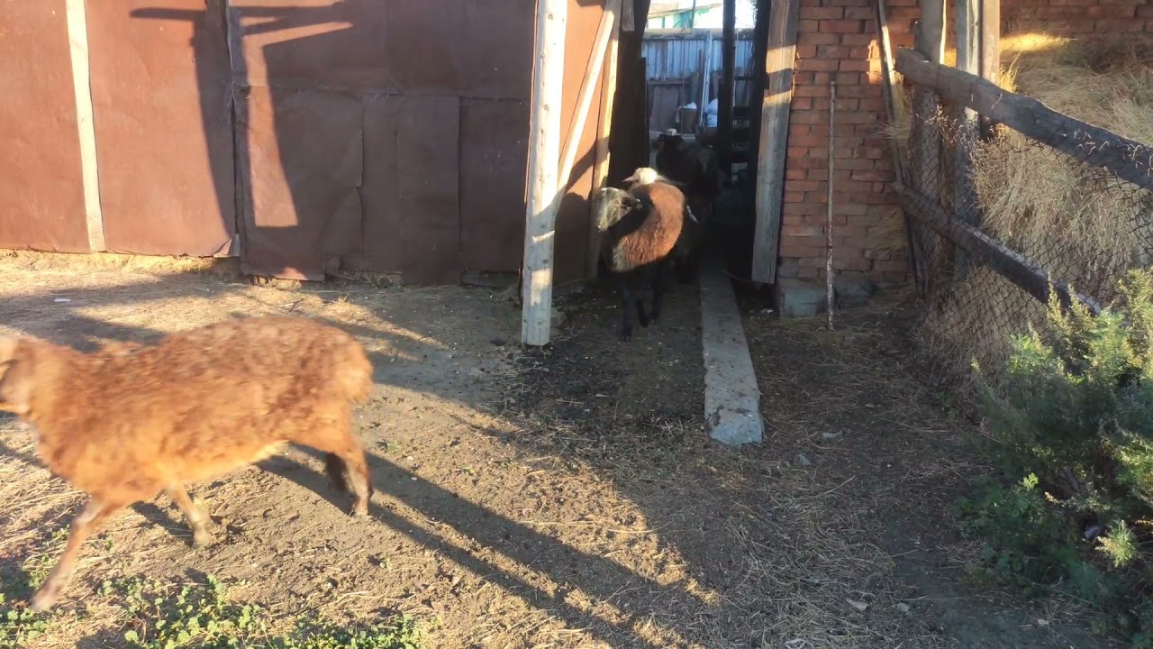 ОБУЧЕННЫЕ БАРАНА 