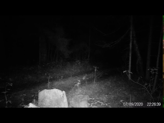 Вой волчьей стаи