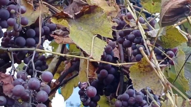 Село Вечер Наши будни