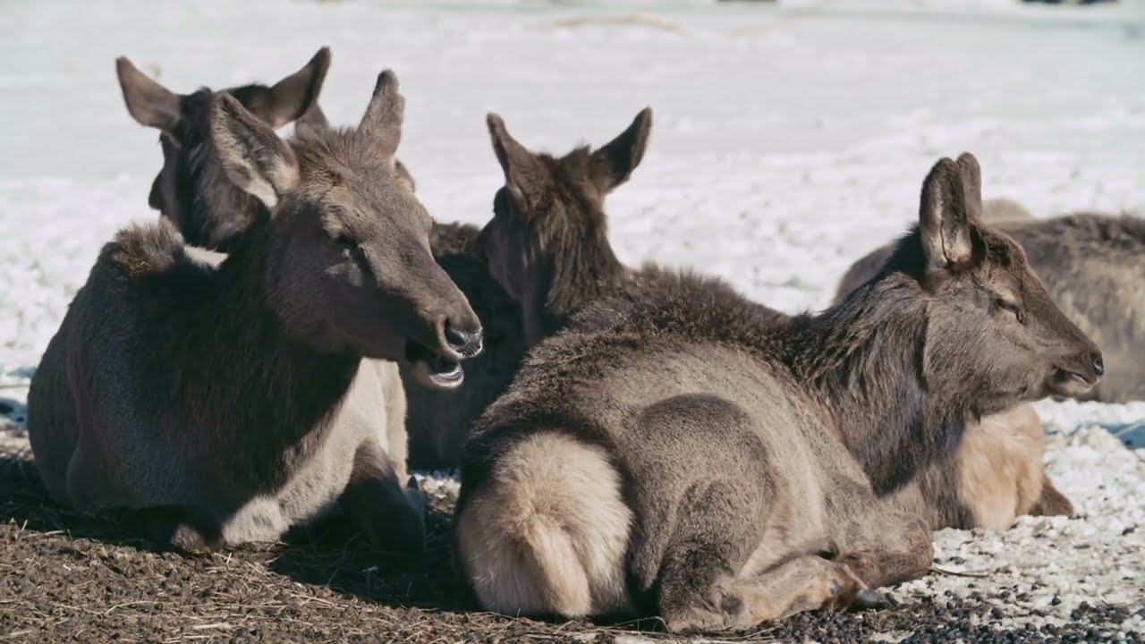 Donkey Sounds For Kids Pt.10