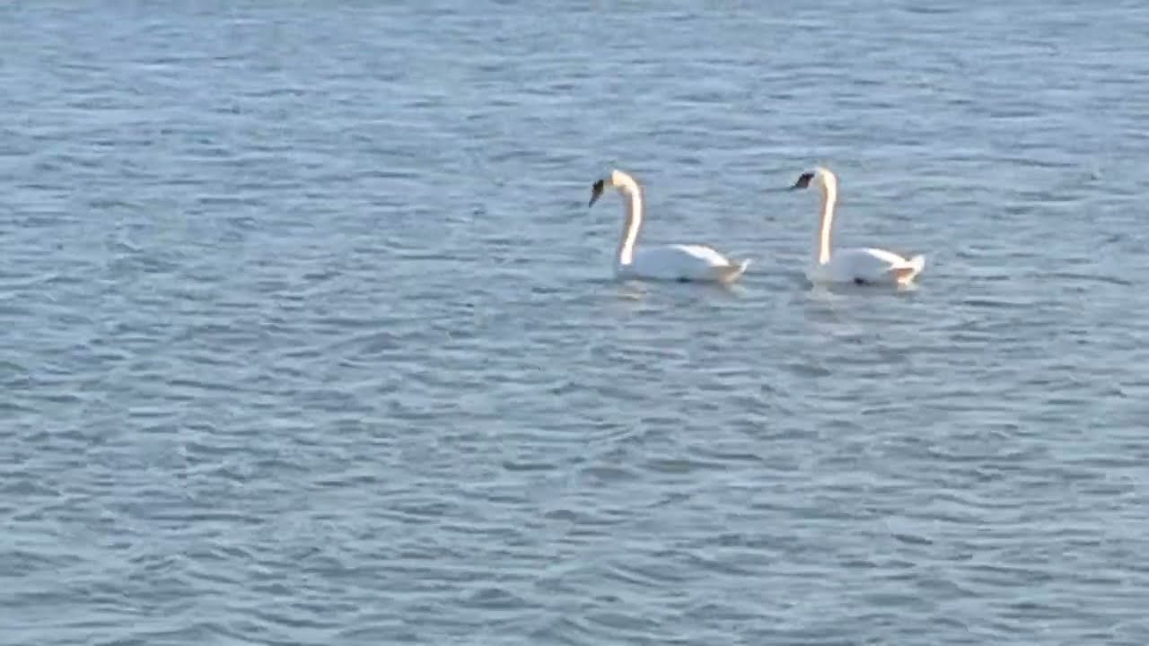 Two swans swim together against rapeseed field  Два лебедя плавают вместе на фоне рапсового поля 