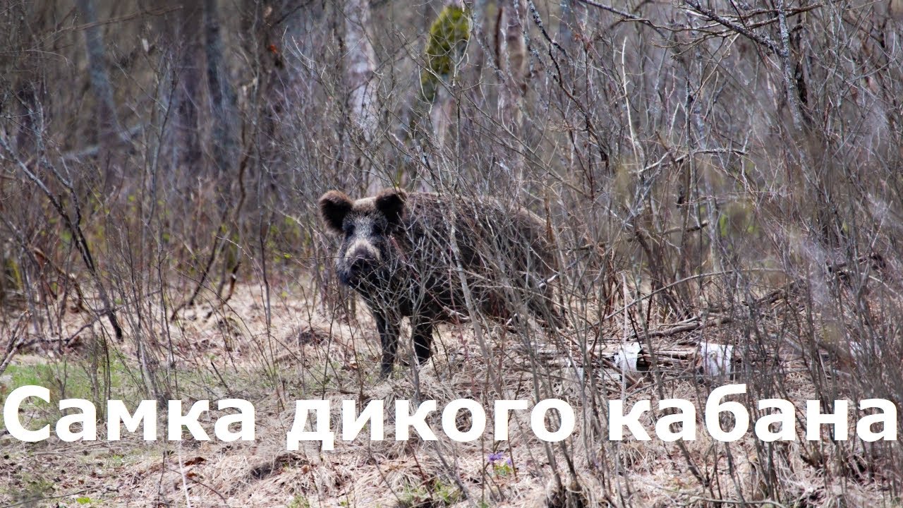 Самка дикого кабана