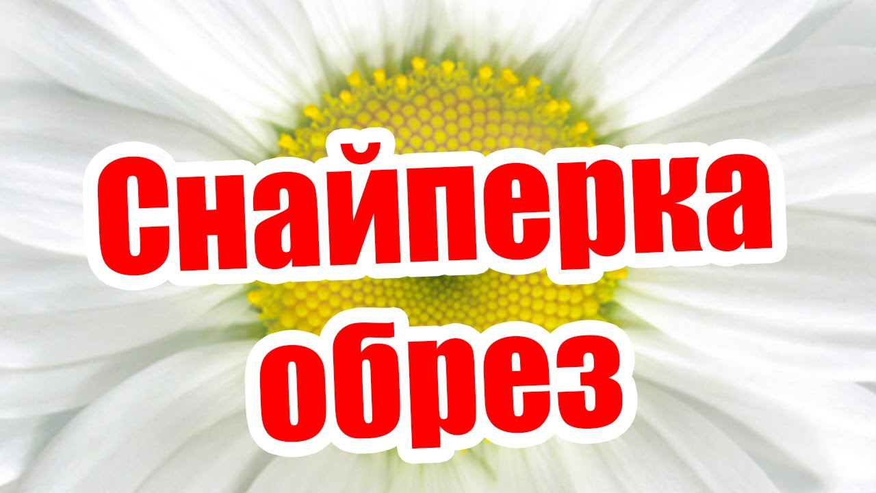 Survarium Ромашка перед глазами и скрытая мощь обреза