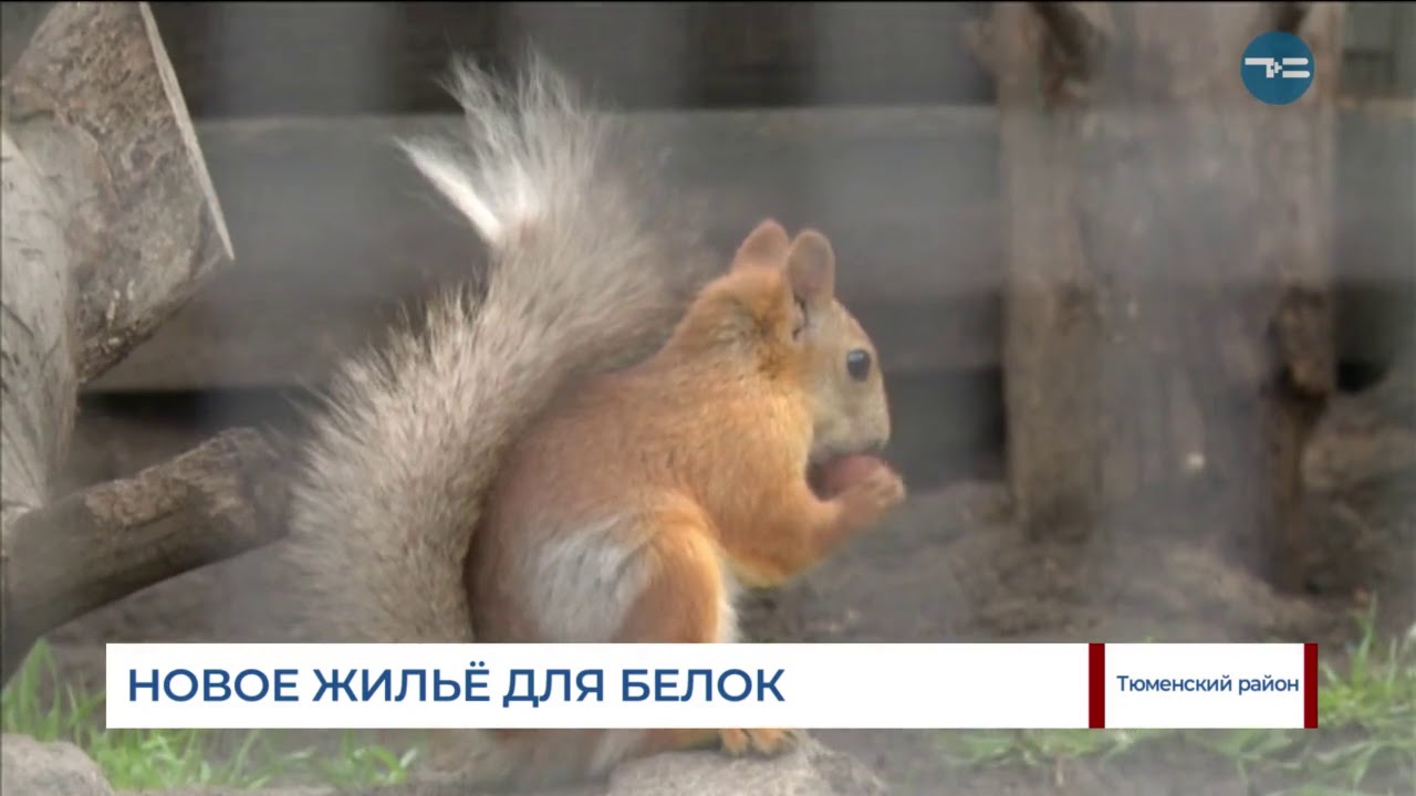 Новое жильё для белок