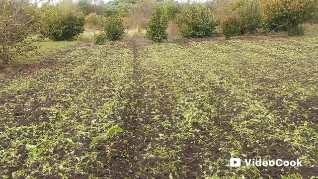 1000303266.mp4 Соблюдение севооборота.Заделка в прчву седератов.