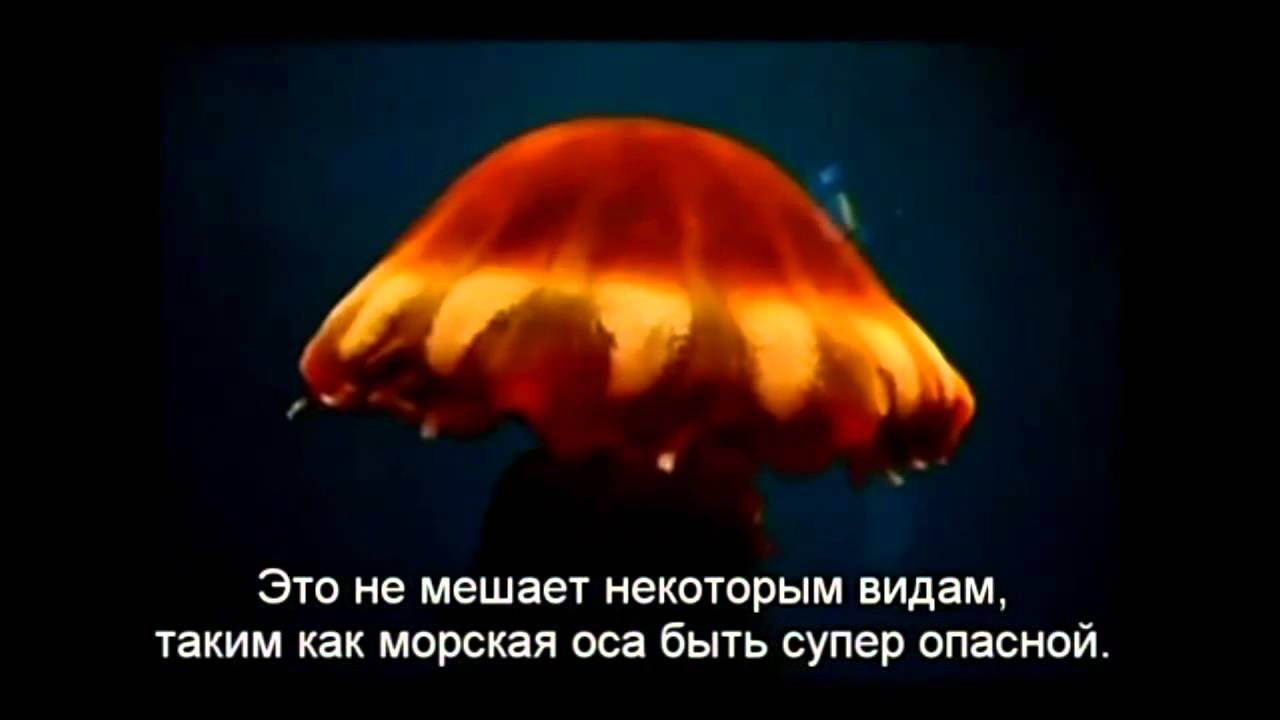 Most dangerous animals in the world - Medusa  Самые опасные животные мира - медуза