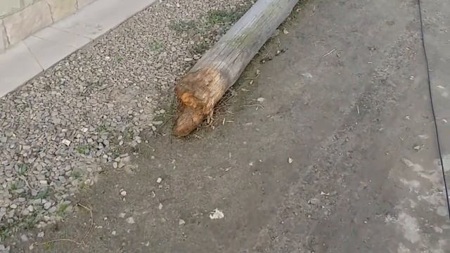 Укртелеком 80 левел