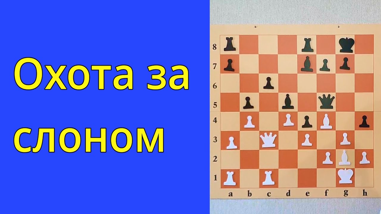 Охота за слоном