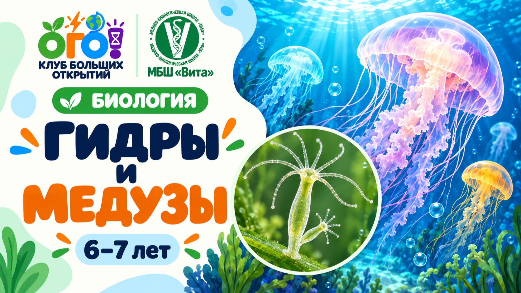 Гидры и медузы