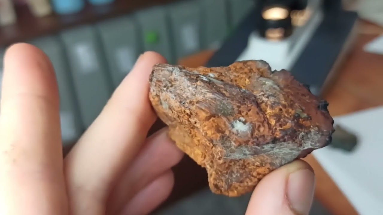 Белая и голубая плесень на грибе чага под микроскопом.