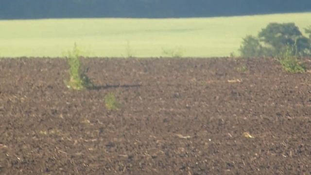 заяц в поле