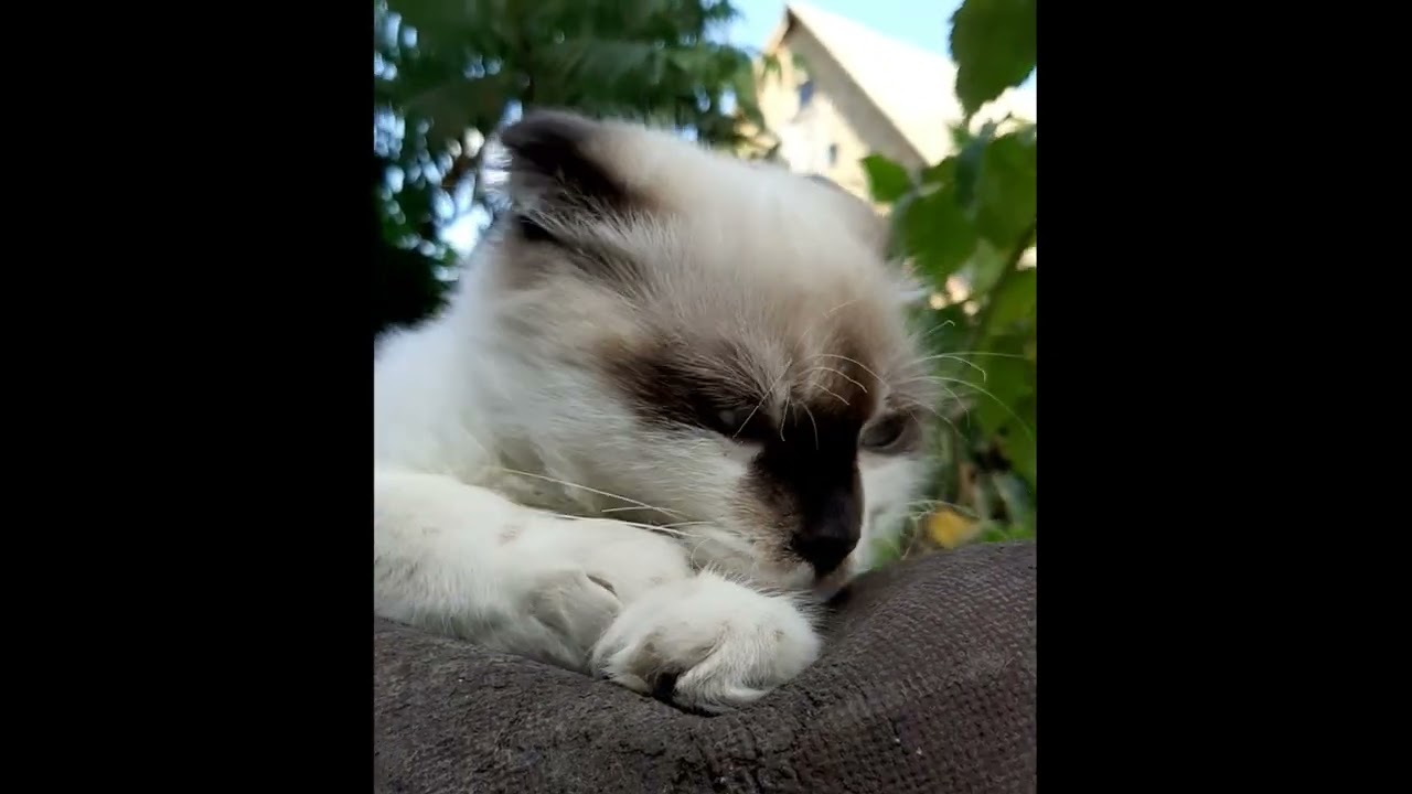 Кот Филя раньше был таким маленьким, а сейчас такой большой кот