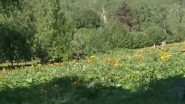 Релакс музыка. Пение птиц в весенним лесу. Неповторимая родная цветущая природа. Цветут огоньки.