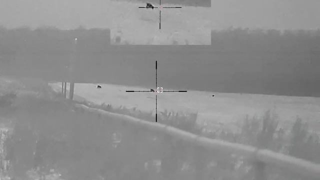 Sytong mm06-50rlf. Тепловизионный прицел. Видео с охоты. Расстояние от 100 до 600 метров