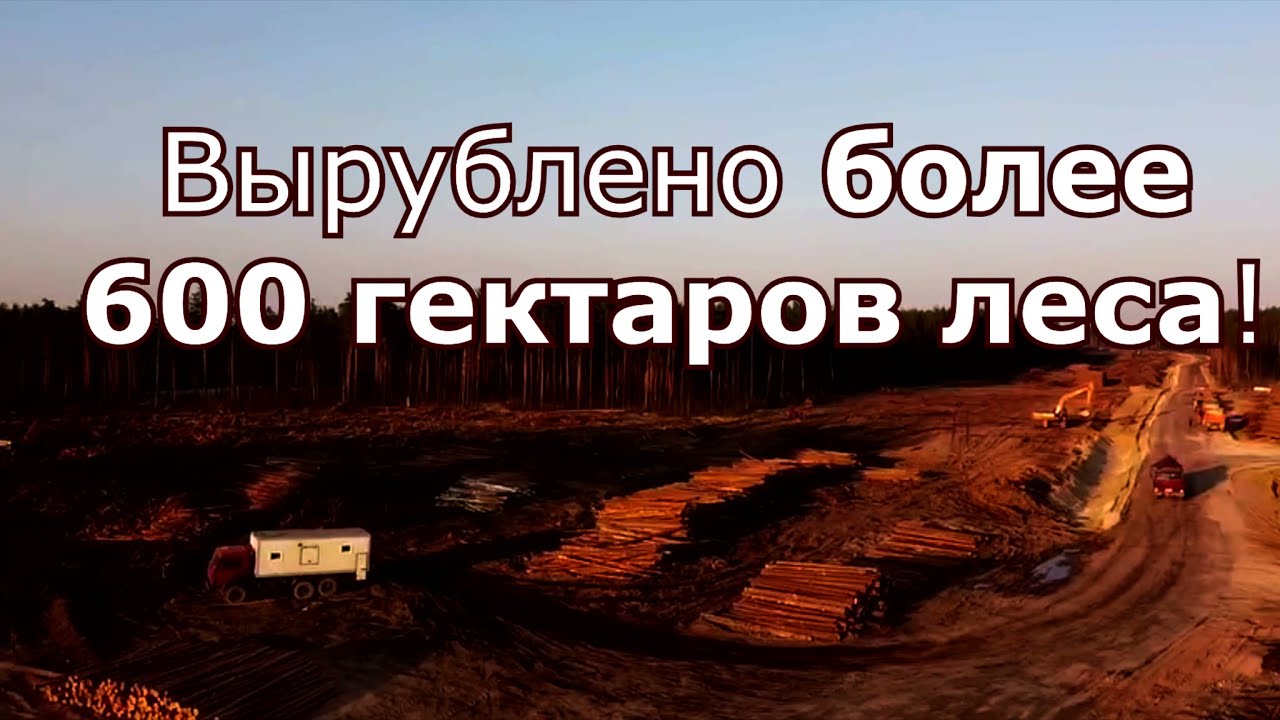 Трасса М-12 губит лес и людей