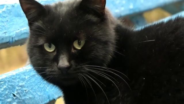 sad stray black cat and his friend. грустный бездомный черный кот и его друг.