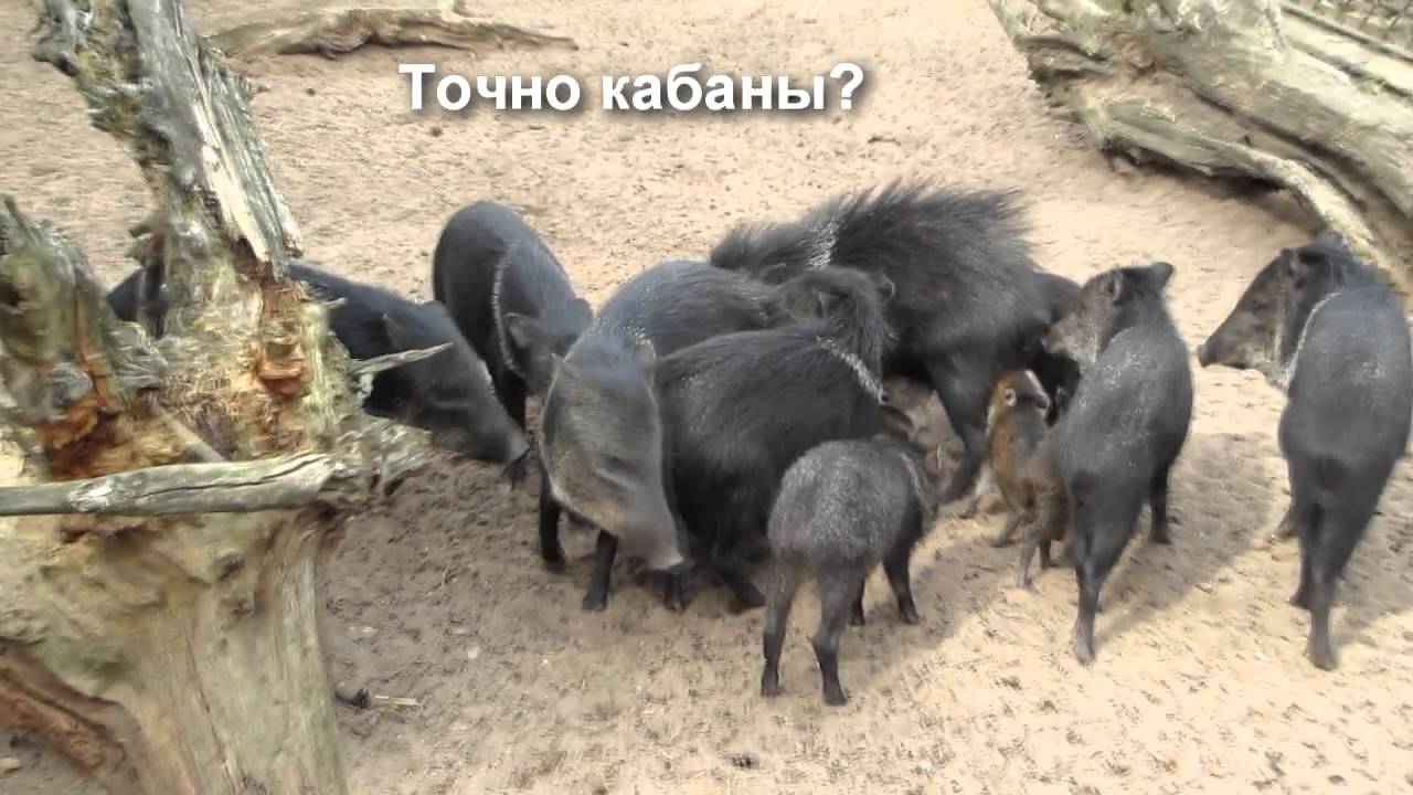 Кабаны под дабстеп  Hogs on dubstep
