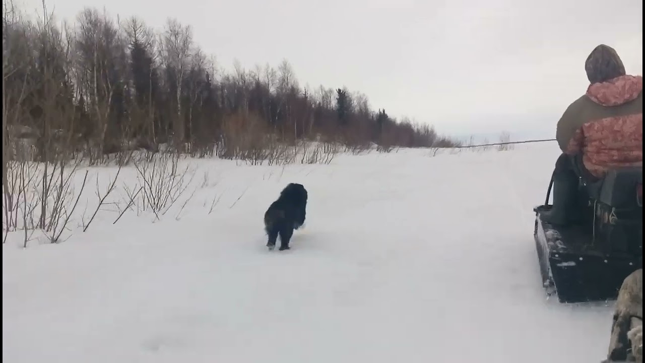РОСОМАХА