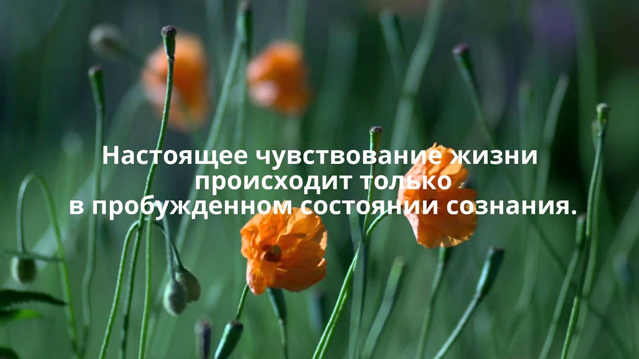 Как начать радоваться жизни?