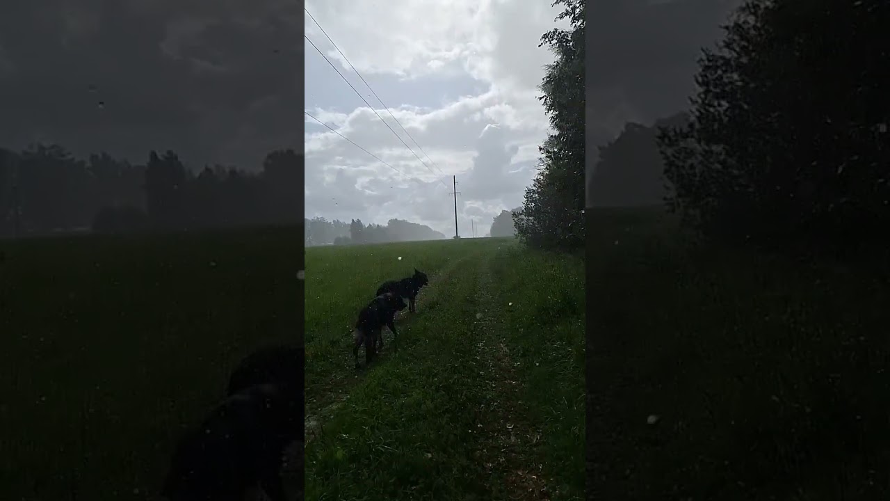 в дождь на поле